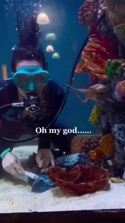 Pet the damn octopus