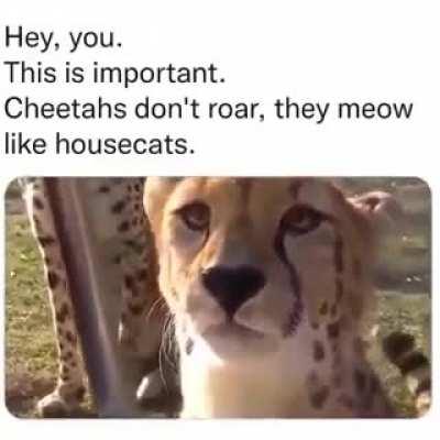 Cheetah Rule