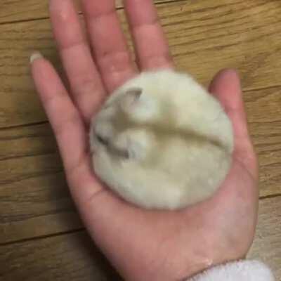 Round ham