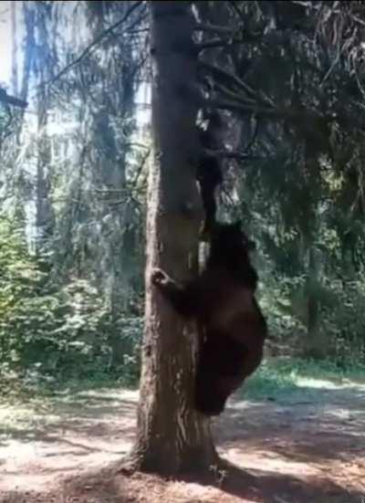 Escaping from a bear