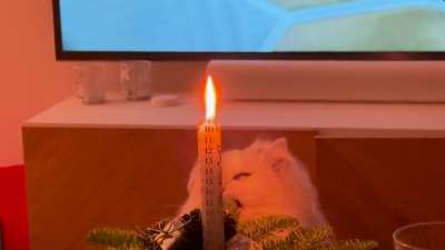 If Potato can’t catch fire, she’ll take it with her…