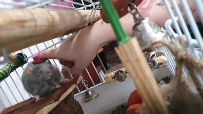 My rat in pure ecstasy. She loves her brush