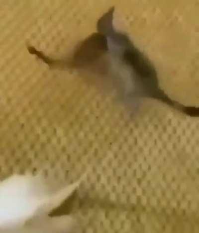 No entiendo nada de lo que está pasando aquíxd