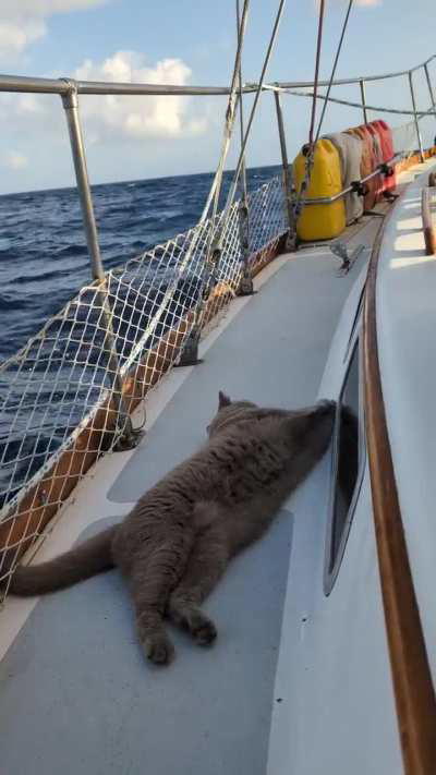 Captain Moby taking a break after reefing the sails and scaring away the seagulls.
