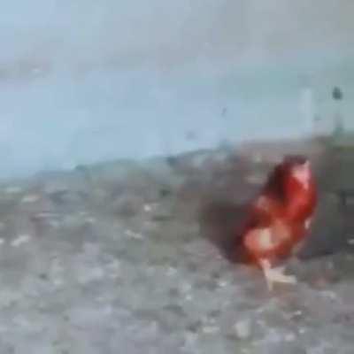 Chicken walking like a duck.