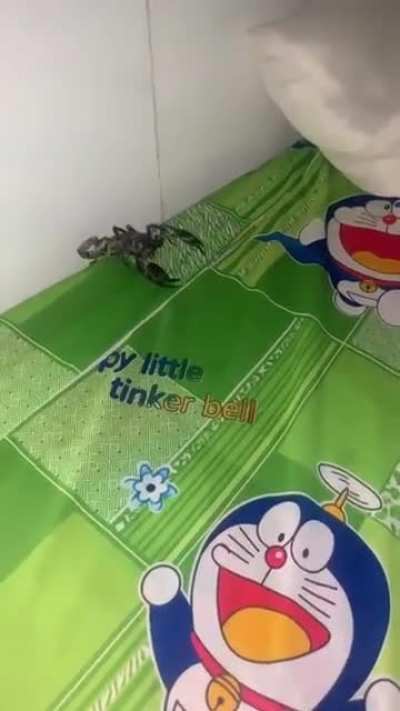 SCORPION IN THE BED!!