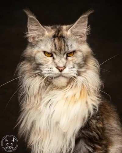 20 faces of Maine Coon cats.