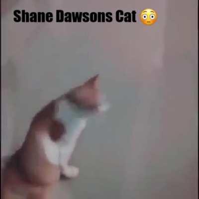Shane Dawsons Cat 😳