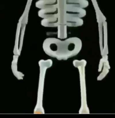 La articulación de la rodilla