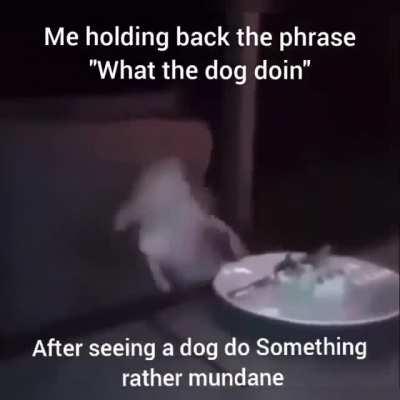 Me trying to refuse the urge to say what the dog doin after seeing a pit bull maul a toddlers face