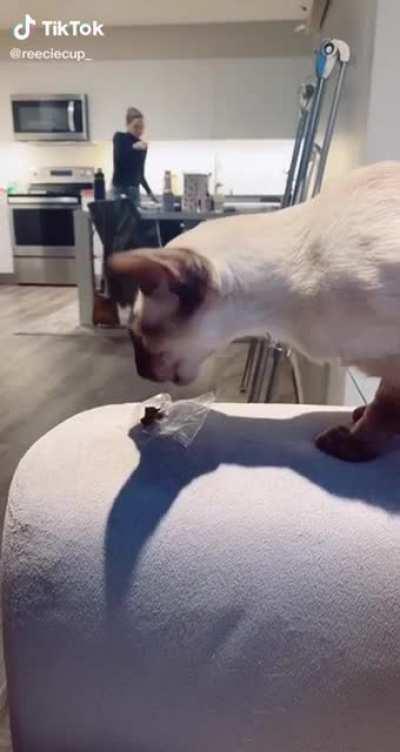 He didn’t like the treats