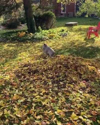 Laubhaufen sind einfach was Tolles!