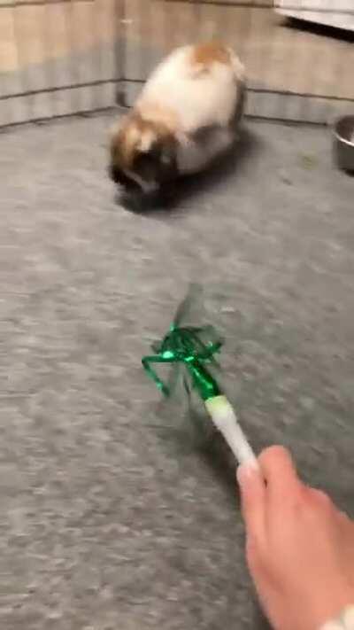 Three days post spay. Back to normal!