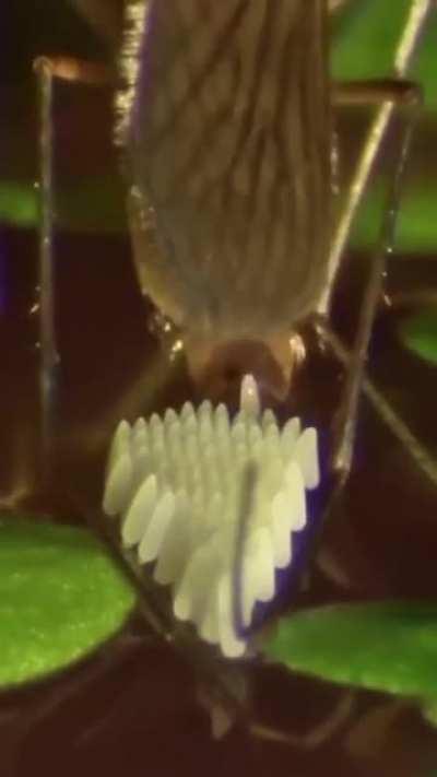 Mosquito laying eggs.