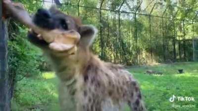 Posting yeens every day until I get to pet one Day 547 extra big treats