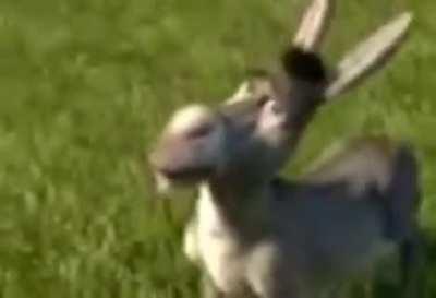 whhy hitler iss mad?