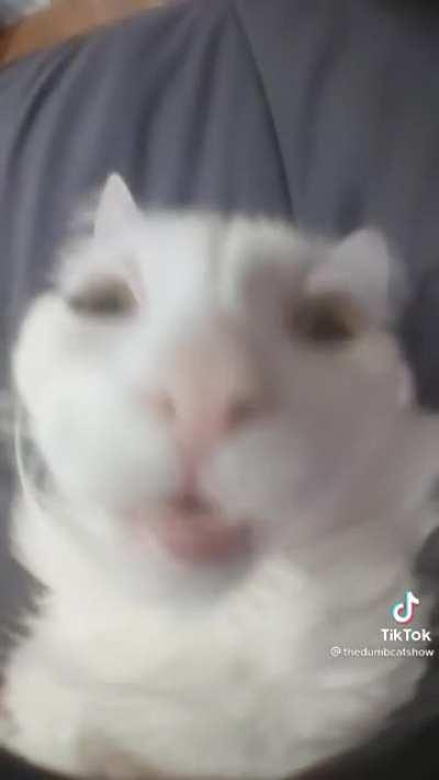 Random videos I found online (ctto)