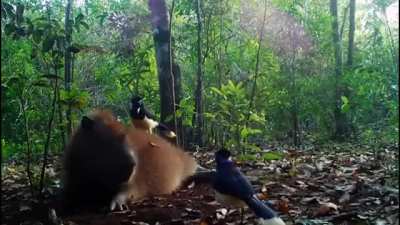 Video archivo: Así es la vida de un carpincho en la selva misionera