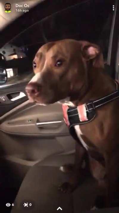 My dog-child, Lucille. It is her Birthday and she’s waiting SOOOO patiently for her Hardee’s burger.