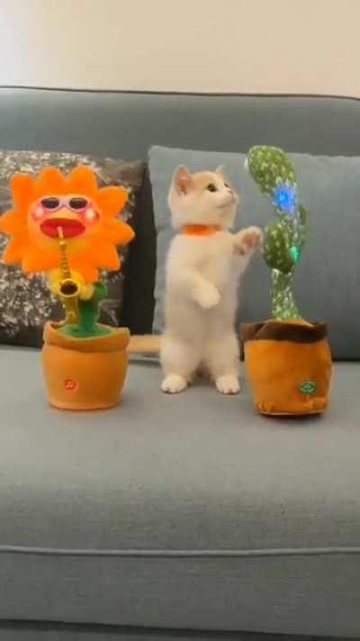 This cat looks confused 🤣