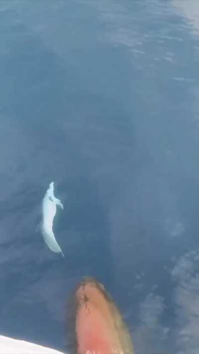 Dolphin playing with the bow wave of a ship