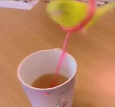 This budgie living its best life