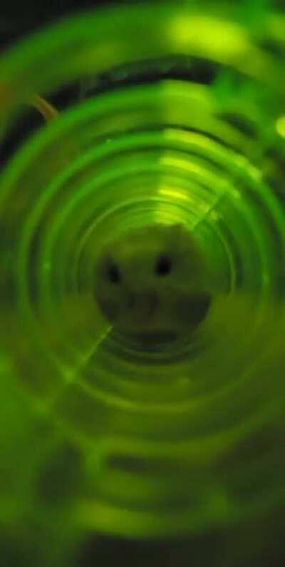 POV: You're a sunflower seed about to get demolished