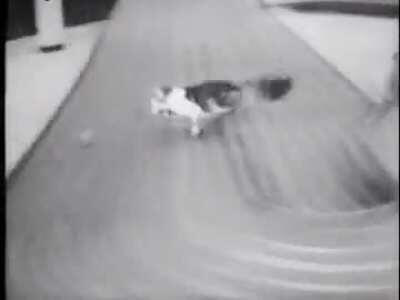 Cat chasing a slot car, Phoenix Arizona, 1966