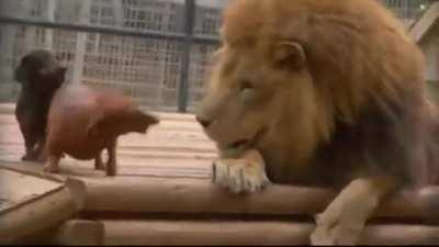PoOr DoG fUcKiNg MaUlEd bY GiAnT LiOn