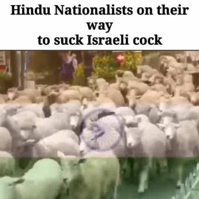 Phull saport saar 🐄 💩