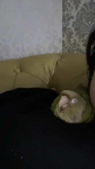 I’m newbie in terms of taking care of parrot. And I’m still learning about their body behaviour. So just to check with you guys, when my conure does this. Is it really means that my conure is happy as mention in google.