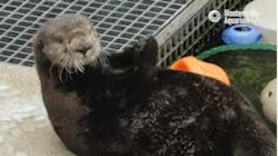 Monterrey Bay just sent my favorite GIF to ever exist, ever.