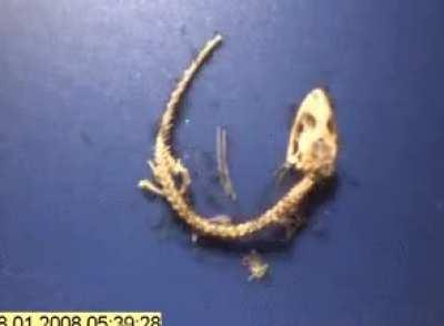 Wanna see something cool?