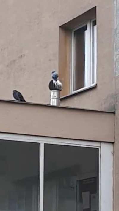 Found this pigeon while coming back from work