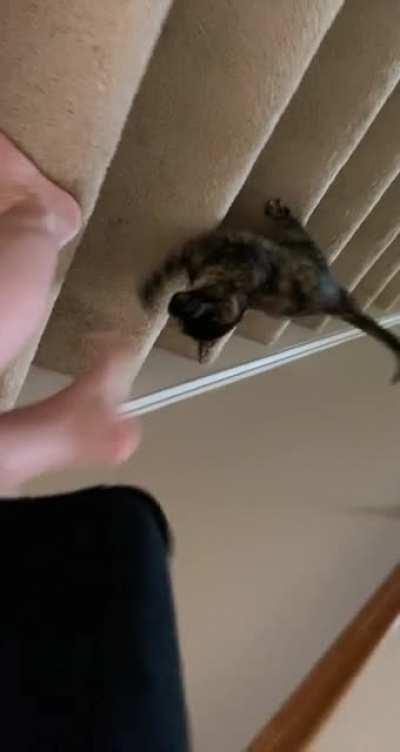 Just taking a leisurely walk up my stairs. Nothing to see here