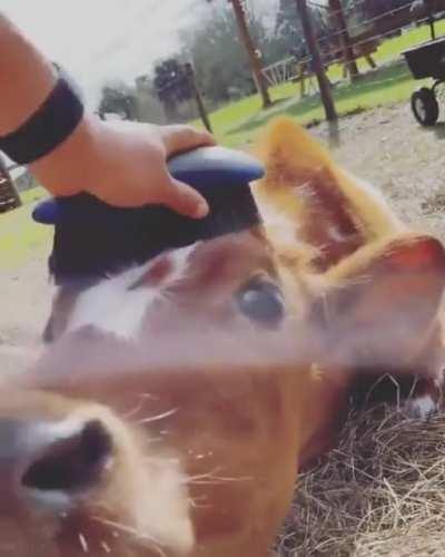 What a Cute Grass Dog