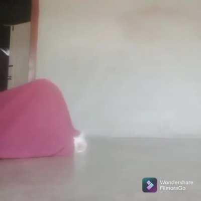 Огромная гусеница ест котейку