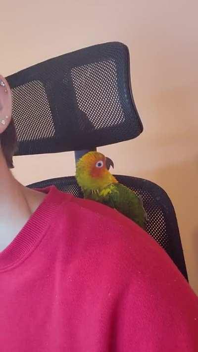 He sits here almost all day while I work making happy noises