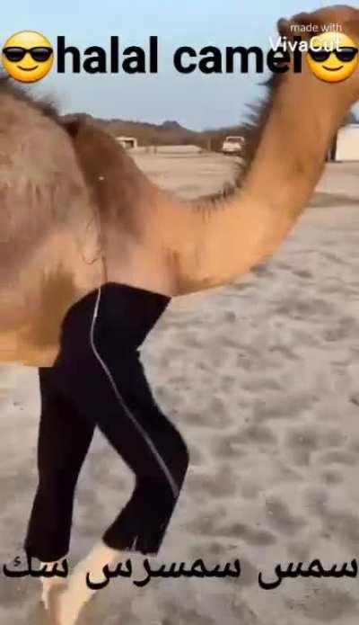 HALAL CAMEL😎... mhhhh... INTERESTIN