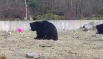 Three bears, One Balloon