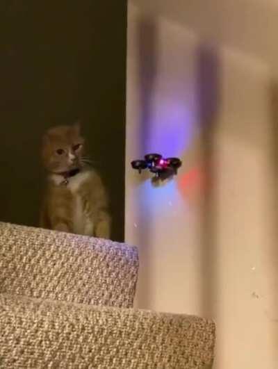 Cat vs Drone