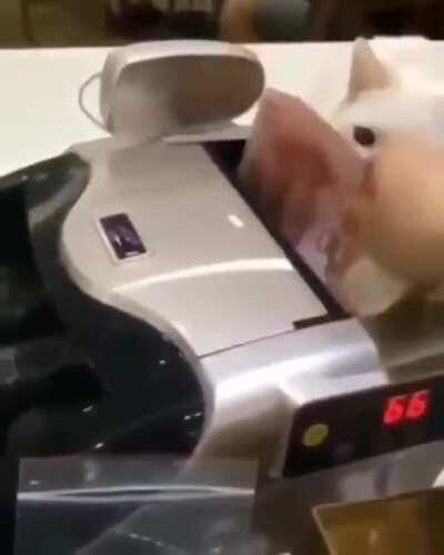 swiggity swine, your money is mine