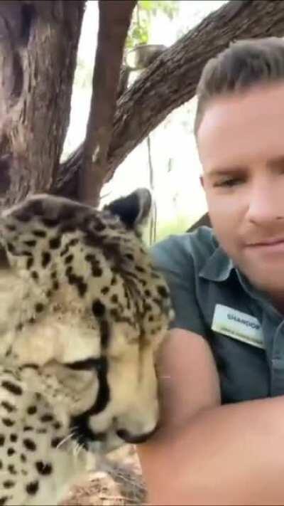 Cheetahs are such amazing cat... They're the only large cats that don't hunt for sport.