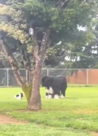 Dog's reaction to meet puppies
