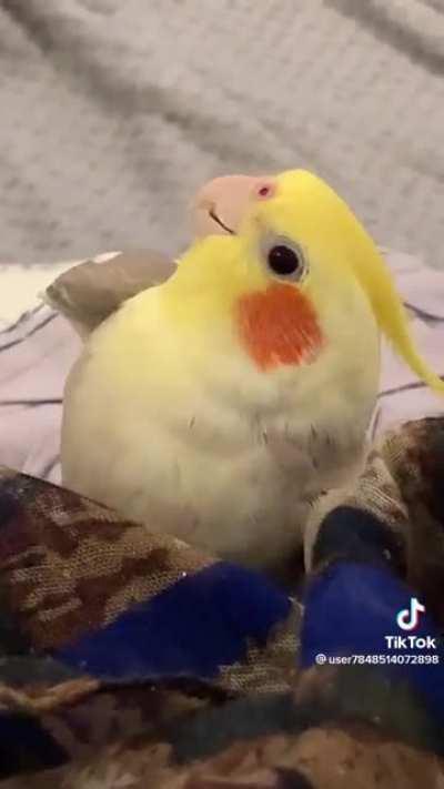 Some people wanted a longer version of the cookie song.