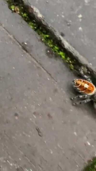 Is this a jumping spider? They were quite large. But 10/10 cutest spider I’ve found in my house so far