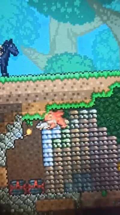 My Vampire Frog accidentally started to doing something strange with my opossum