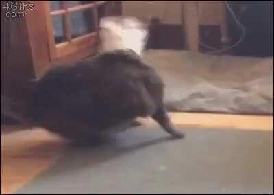 PSA never allow your cat to huff glue in a paper bag