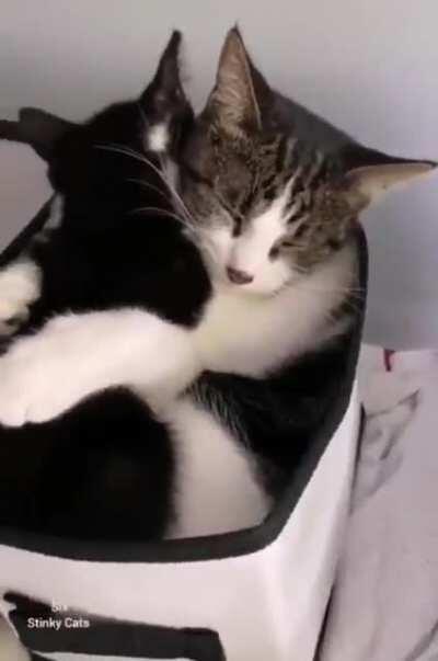 I want what they have