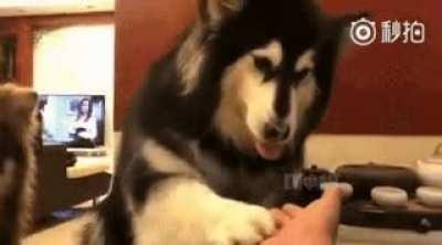 PoOr CaT iS FoRcEd tO JoIn ThE MaFiA